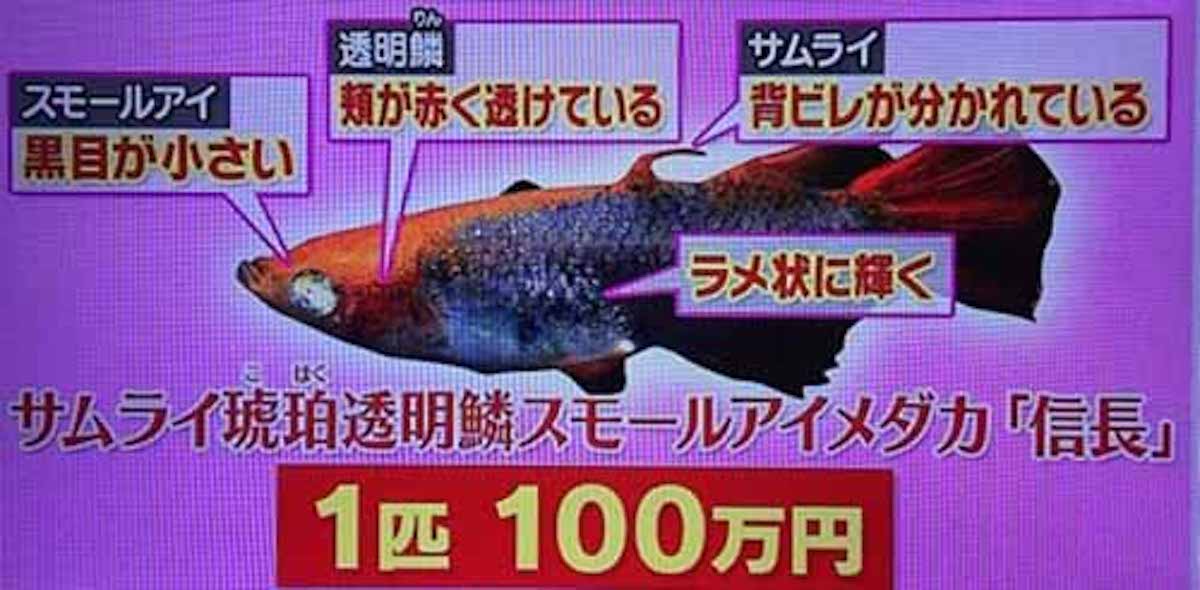 品種改良された高級メダカが盗まれたという話。世の中には１００万円のメダカもいるらしい。