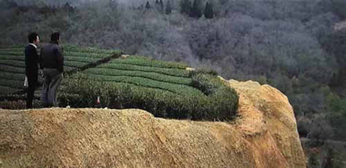 一歩先には断崖絶壁、高さ３０ｍの危険過ぎる茶畑