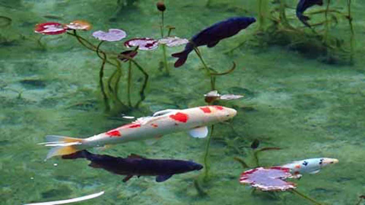 スイレンの間を泳ぐニシキ鯉、岐阜県関市〝モネの池〟が人気