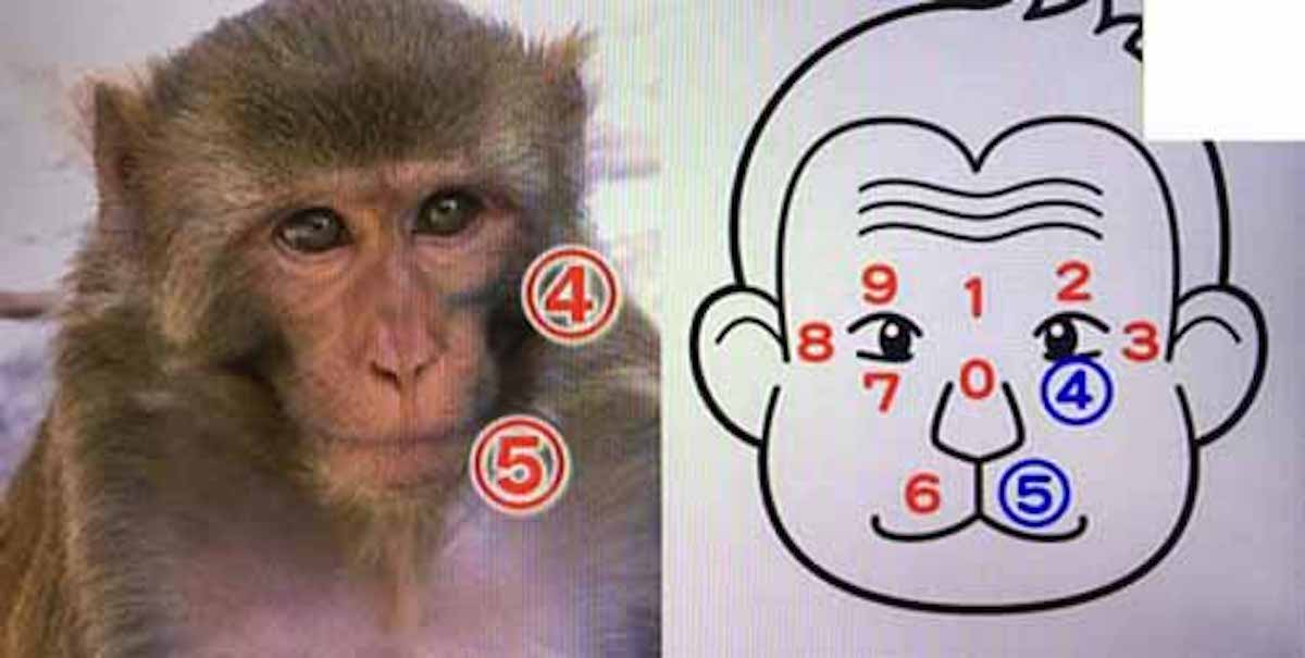 入れ墨を使う！？動物園の飼育員が猿を見分ける方法：究極の◯☓クイズSHOW！！【2016/05/20】