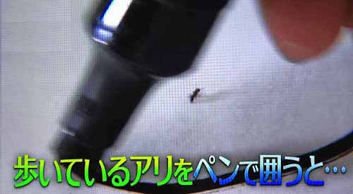 アリを揮発性の高いマジックペンで囲むと出られなくなる：林先生が驚く初耳学【2016/06/12】