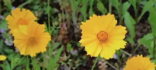 きれいな花には毒がある オレンジ色の花 ナガミヒナゲシ に注意 ビビット 17 05 15 何ゴト