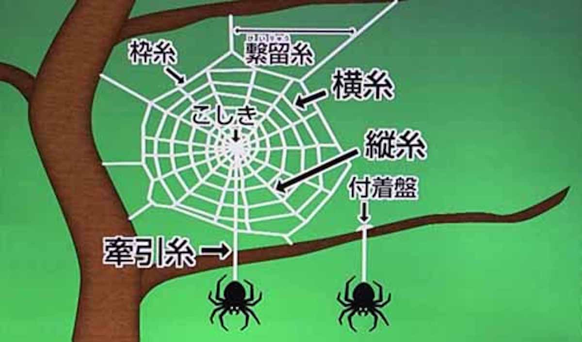クモの糸は７種類あるという話：モーニングショー【2017/03/14】