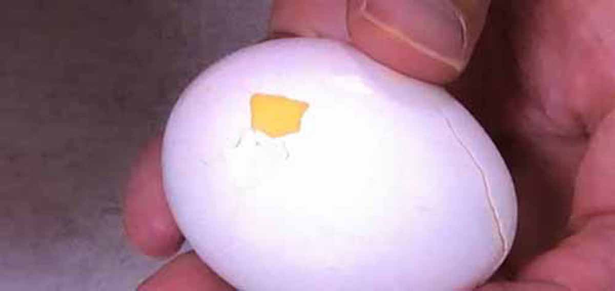 白身と黄身が逆転したゆで卵の作り方：日本人の３割しか知らないこと【2017/05/04】