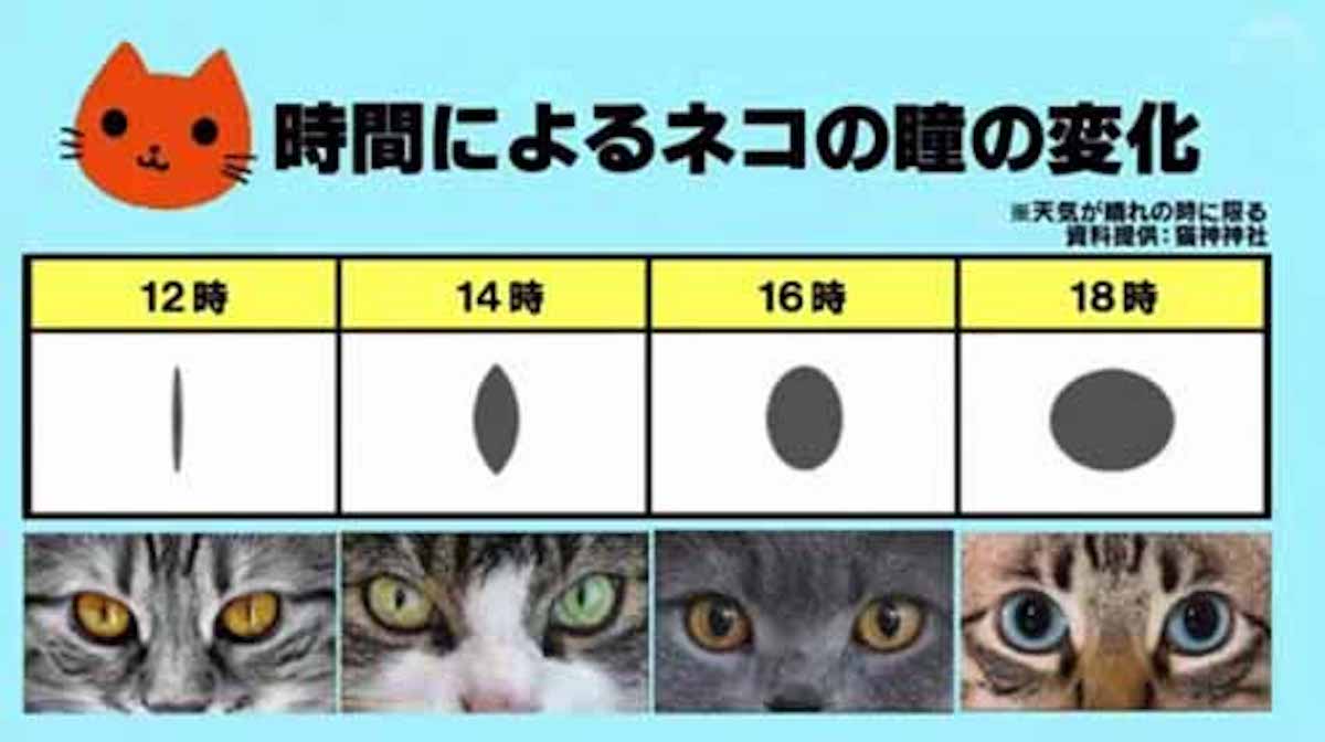 ネコの瞳で時間がわかる！？という話：カズレーザーＳＰ理由を述べよ！【2017/01/03】