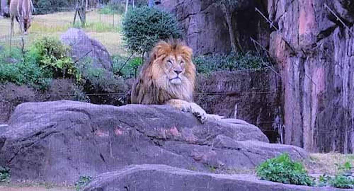 ライオンが岩の上に座っている理由：ありえへん∞世界【2019/01/15】