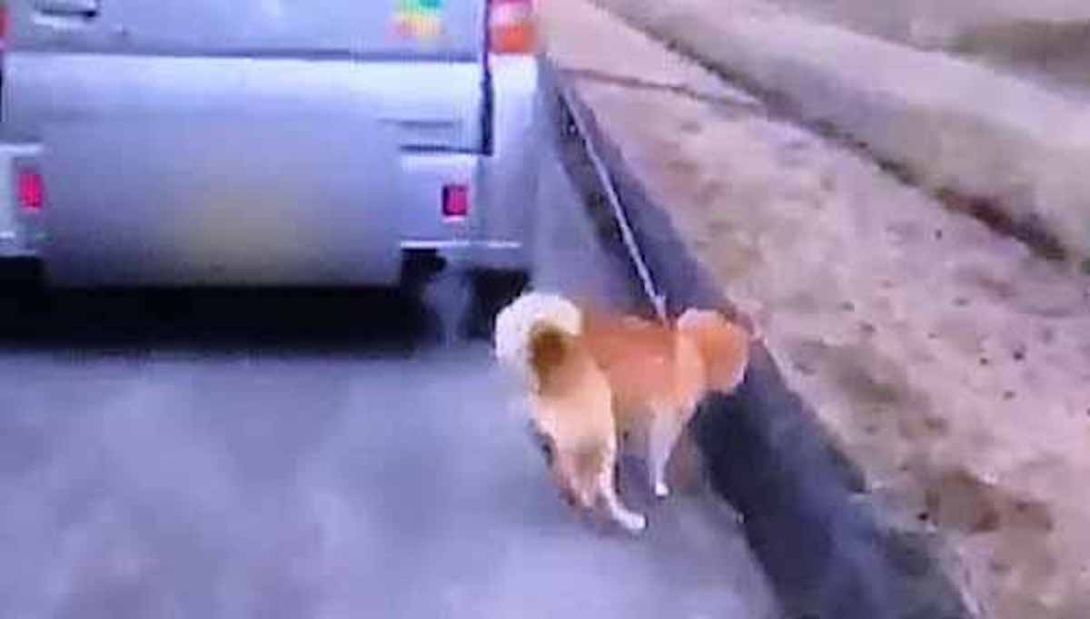 車で犬を引きずりながら散歩をしてはいけない！という話：モーニングショー【2019/02/18】
