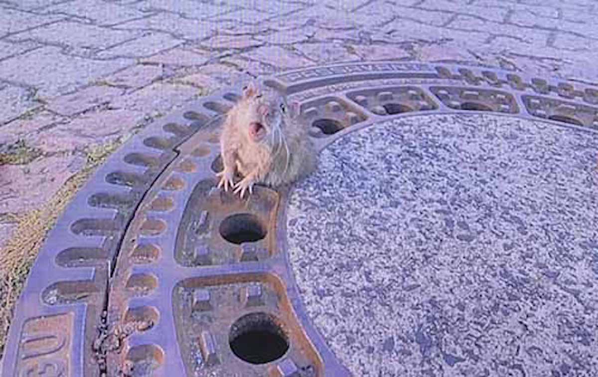 マンホールにハマったネズミの救出劇：スッキリ！【2019/02/28】
