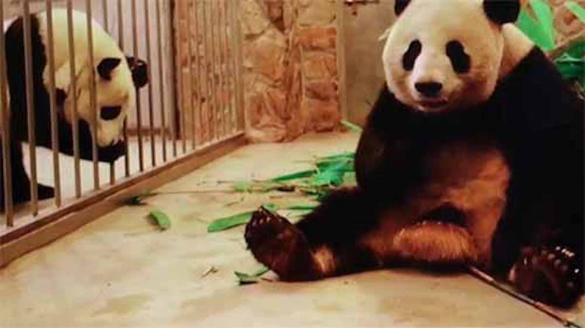 【中国】隣の檻の笹が食べたいパンダの話：新・情報７daysニュースキャスター【2019/03/16】