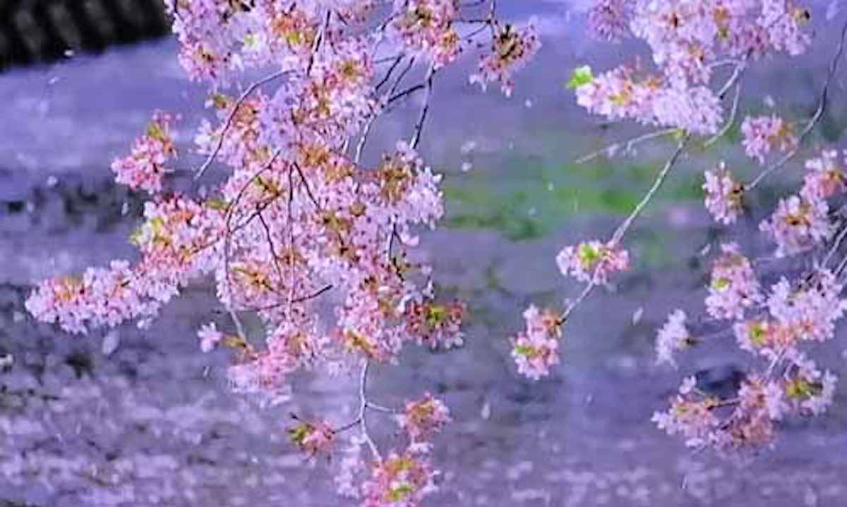 なぜ桜は散る姿が美しく見えるのか？という話：新説！所ＪＡＰＡＮ【2019/04/22】