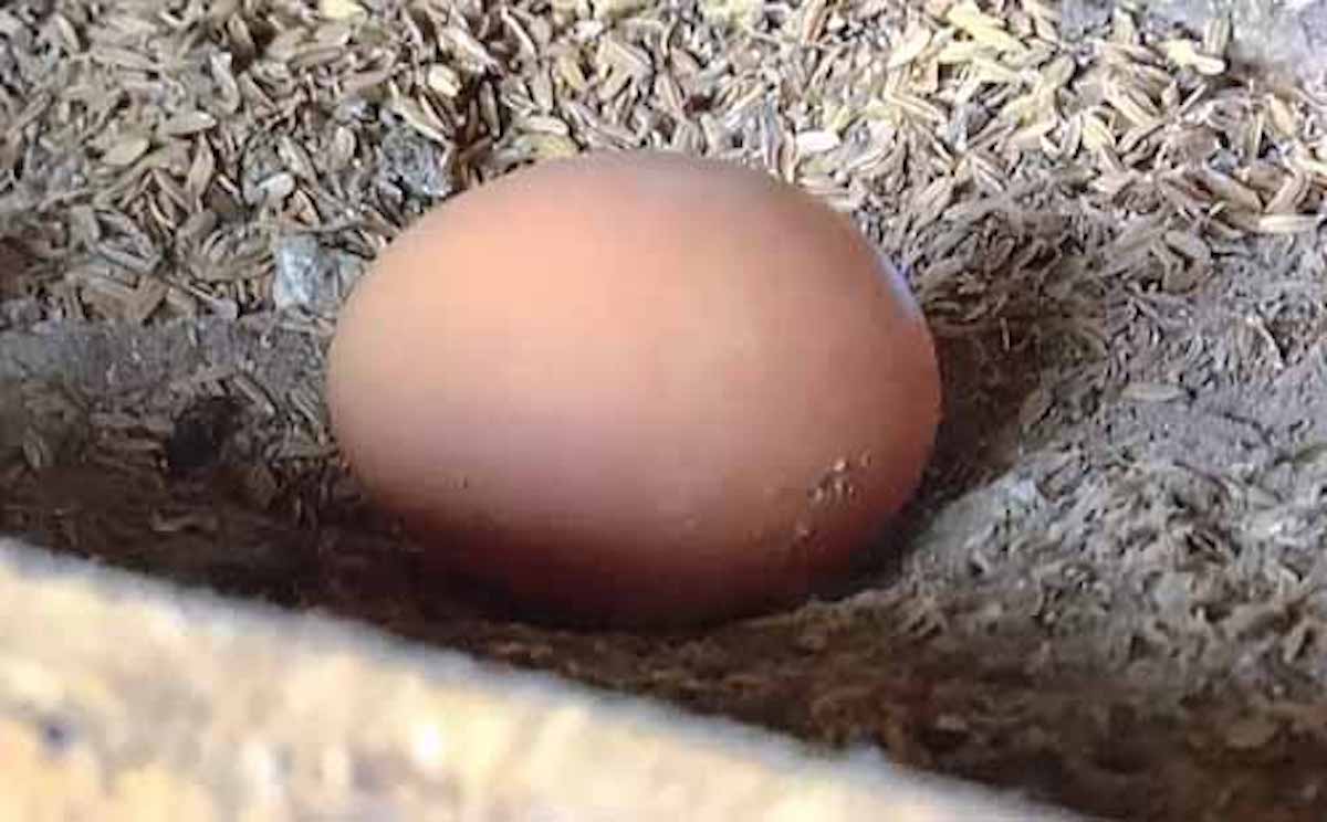 ニワトリの卵はなぜあの形なのか？：チコちゃんに叱られる！【2019/05/31】