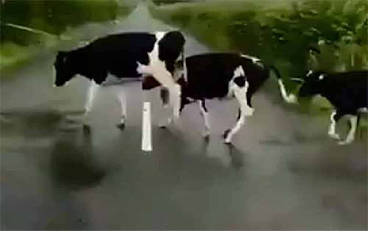 白線をジャンプして道路を渡る牛の群れの話：モーニングショー【2019/09/04】