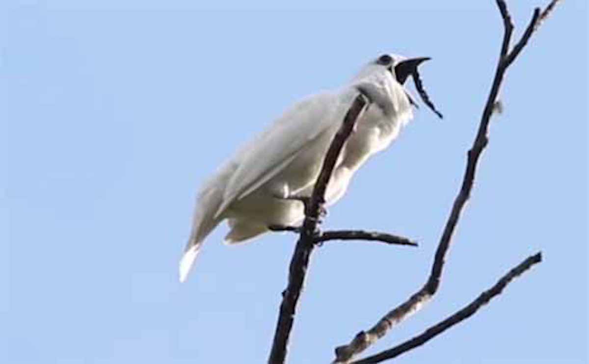アマゾンで世界一大きな声で鳴く鳥「スズドリ」が観測されたという話：ひるおび！【2019/10/24】