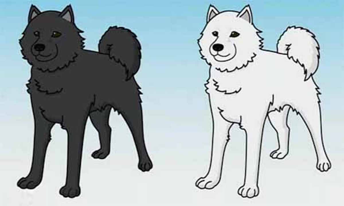 黒い犬と白い犬、吠えないのはどっち？：教えてもらう前と後【2019/11/19】