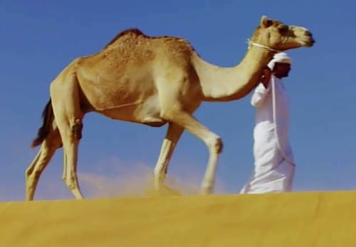 ラクダが砂嵐の中で目を開けていられる理由 トリニクって何の肉 01 21 何ゴト