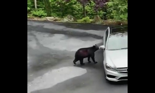 車に近づくクマ
