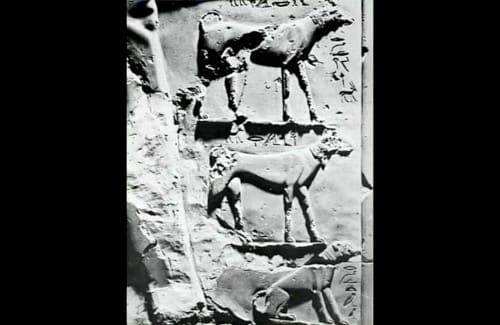 エジプトの壁画のサルーキ