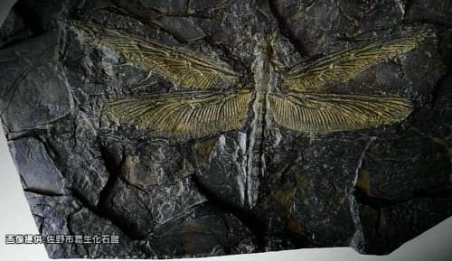 メガネウラの化石