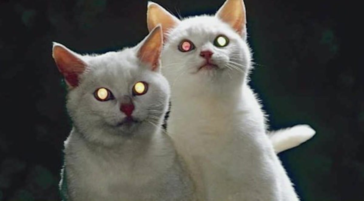猫の目が夜に光るのは何のため？という話：トリニクって何の肉！？【2020/02/11】