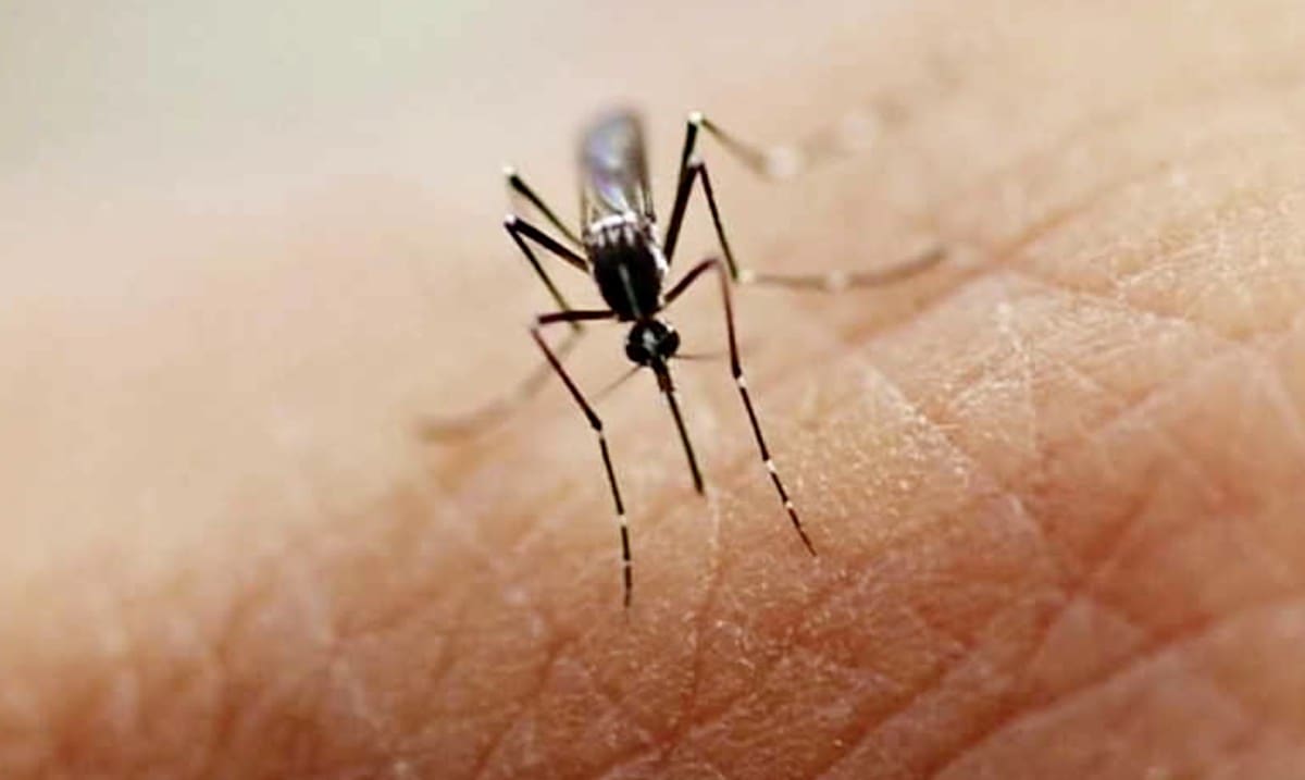 最もオススメする蚊に刺されない方法は？という話：それって！？実際どうなの課【2020/07/01】