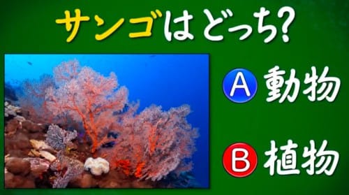 クイズ サンゴは動物 植物 どっち 小学５年生より賢いの 21 08 13 何ゴト